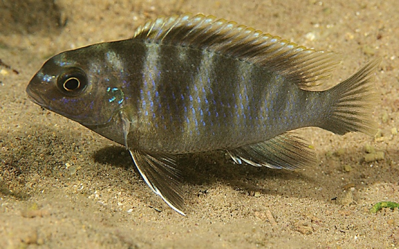 Tropheops microstoma 'Masasa Reef'